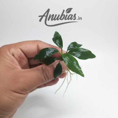 Anubias 'Dragon Claw' | Premium Live Aquarium Plant