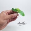 Anubias Nana Gold with golden-lime leaves