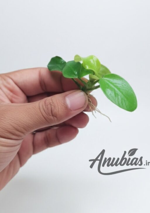 Anubias Nana Gold