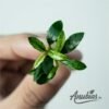 Anubias Chili with narrow leaves and bronze new growth