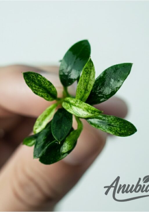 Anubias Chili