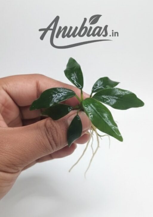 Anubias 'Dragon Claw'