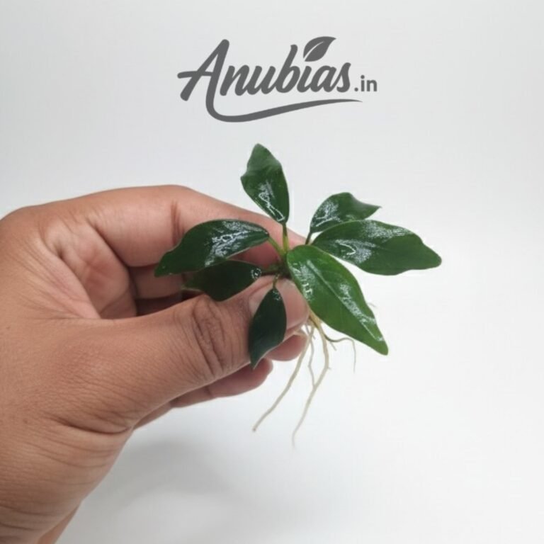 Anubias Dragon Claw, grown in Surat