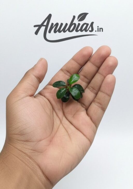 Anubias Nana