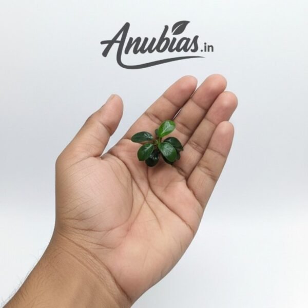 Anubias Nana aquarium plant held in hand