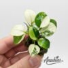 Anubias Panda with dark green and white patches