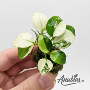 Variegated Anubias Panda held in hand
