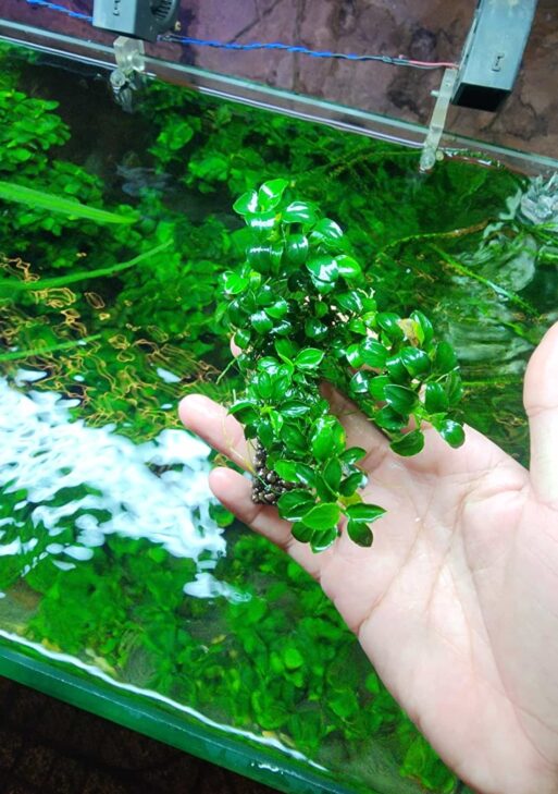 Anubias Nana Petite Clump