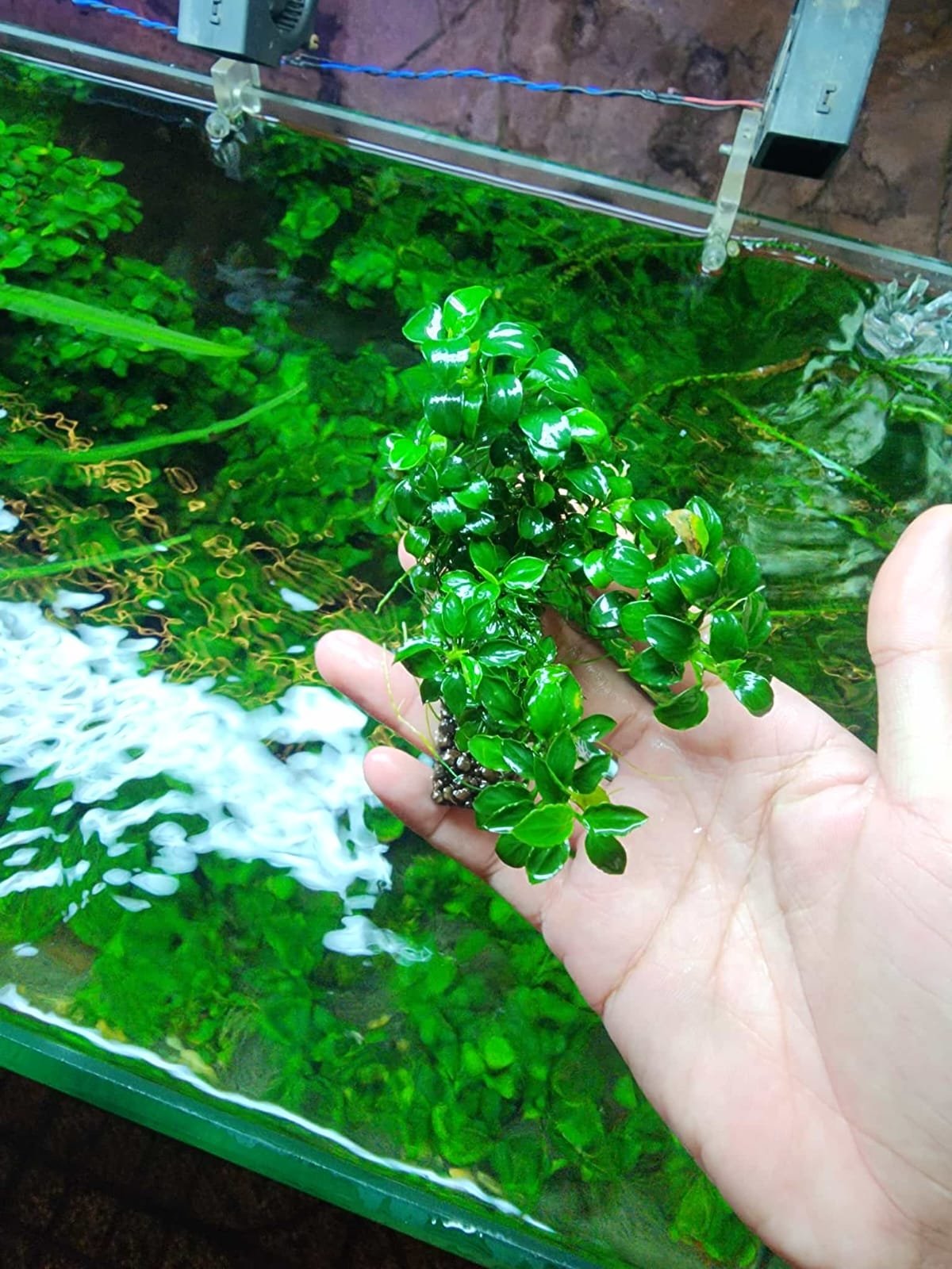 Anubias Nana Petite Clump