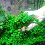 Anubias Nana Petite Clump live aquarium plant for sale online in India – Anubias.in