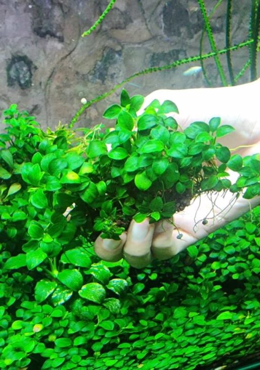 Anubias Nana Petite Clump