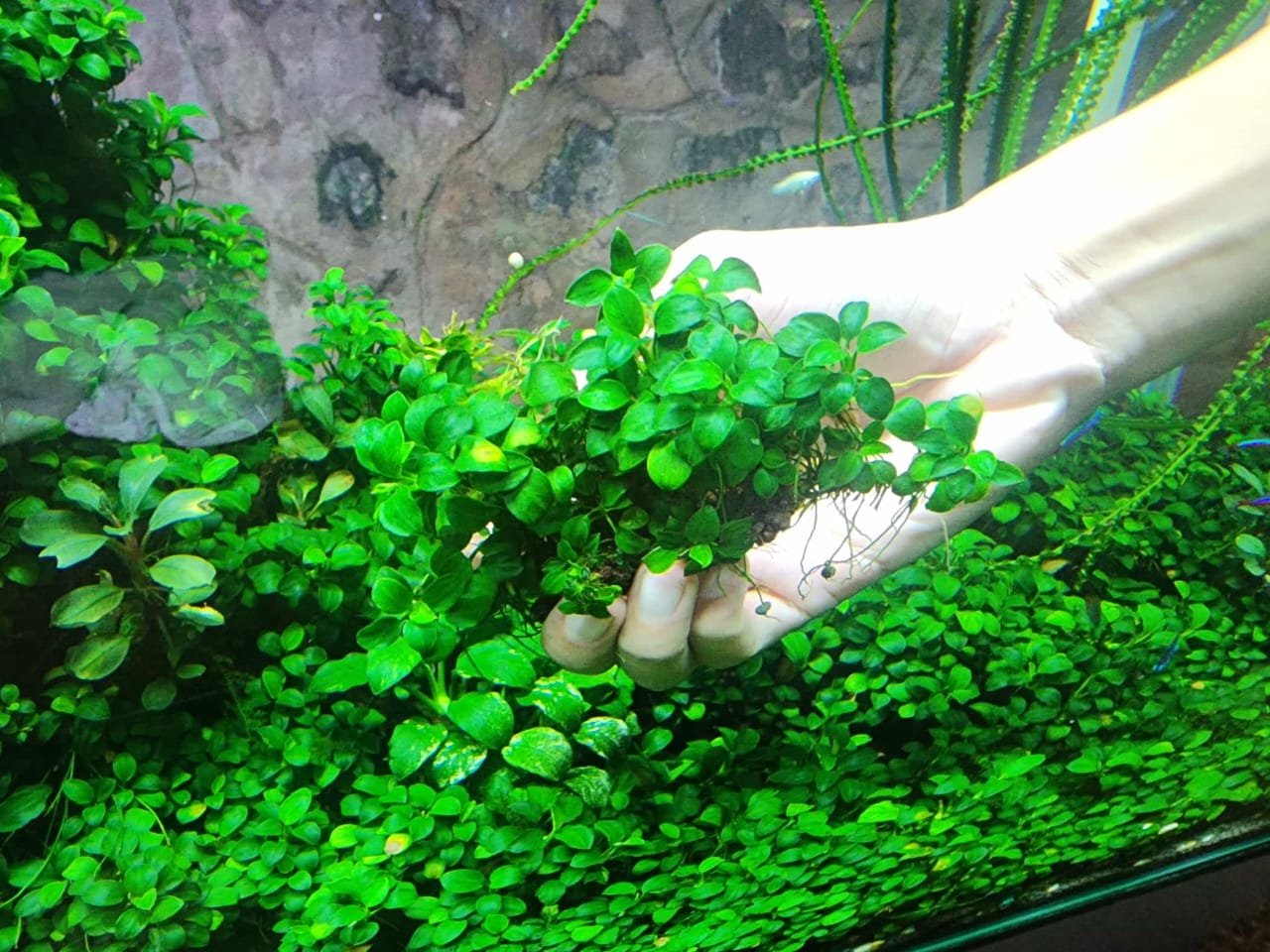 Anubias Nana Petite Clump