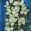 Anubias Nana White with creamy-white marbled leaves