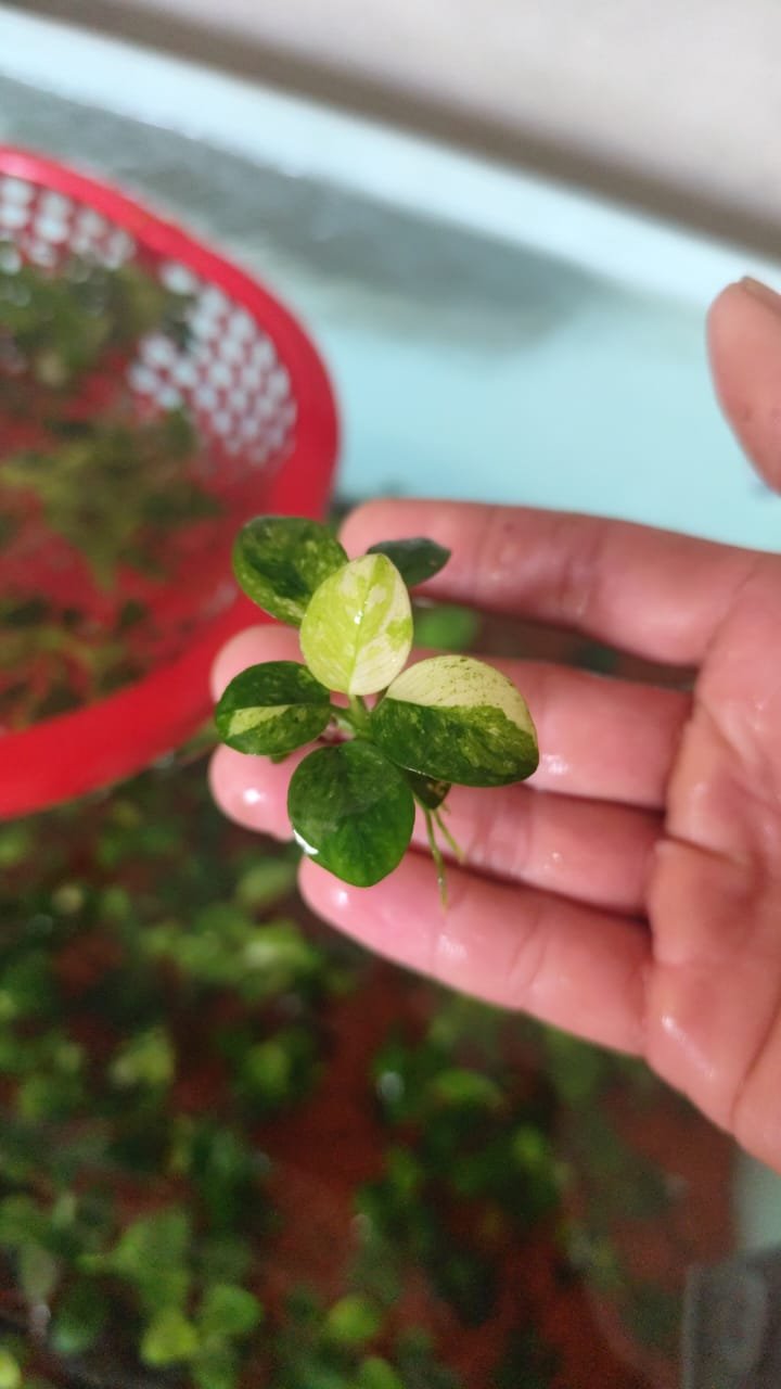 Anubias Panda - Image 1