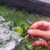 Anubias Pinto with heavily white-marbled leaves