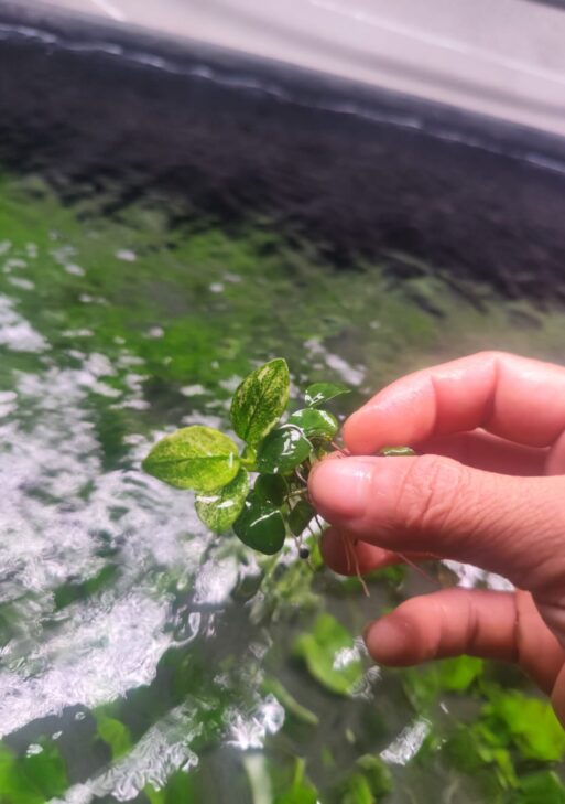 Anubias Pinto