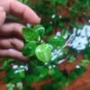 Anubias Marble with cream-and-green marbled leaves