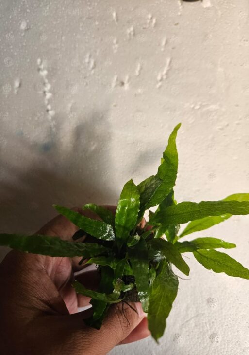 Wrinkled Leaf Java Fern (Microsorum pteropus 'WrinkledLeaf')