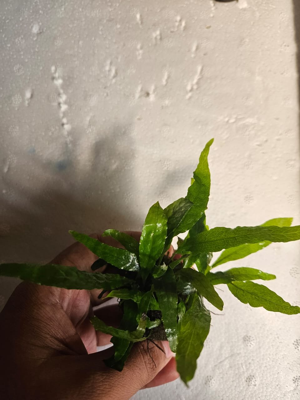 Wrinkled Leaf Java Fern (Microsorum pteropus 'WrinkledLeaf')