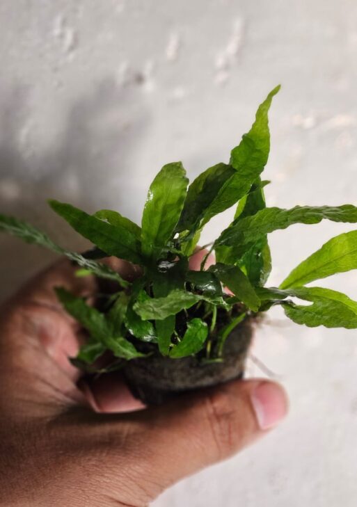 Wrinkled Leaf Java Fern (Microsorum pteropus 'WrinkledLeaf')
