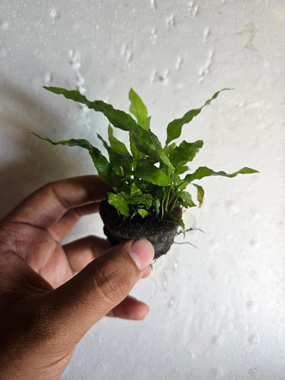 Anubias Panda - Image 7