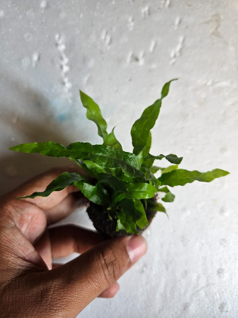 Anubias Panda - Image 6