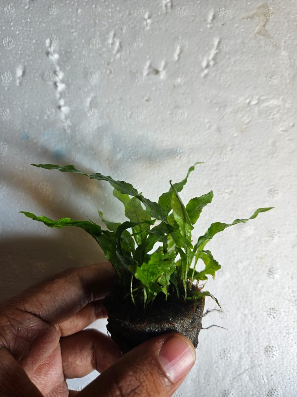 Anubias Panda - Image 5