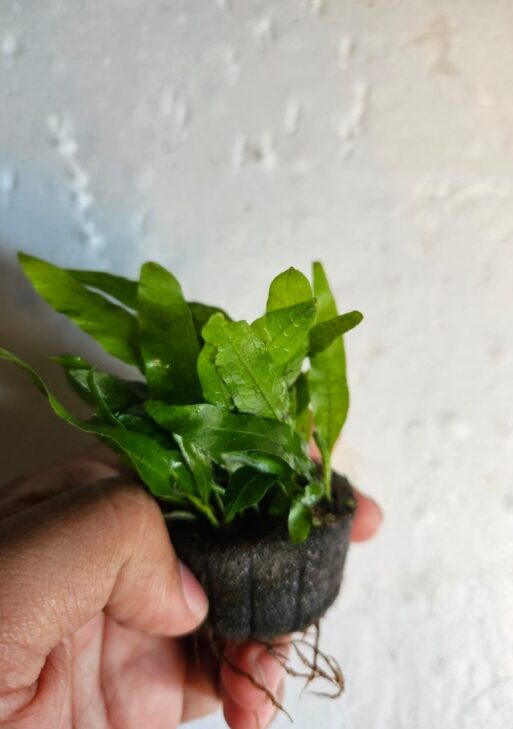 Java Fern Philippine