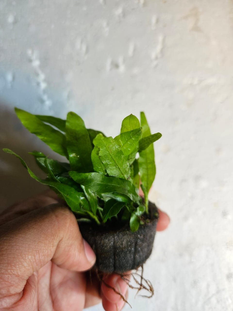 Java Fern Philippine
