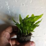 Java Fern Philippine live aquarium plant for sale online in India – Anubias.in