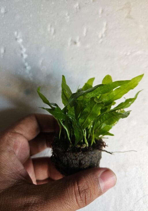 Java Fern Philippine