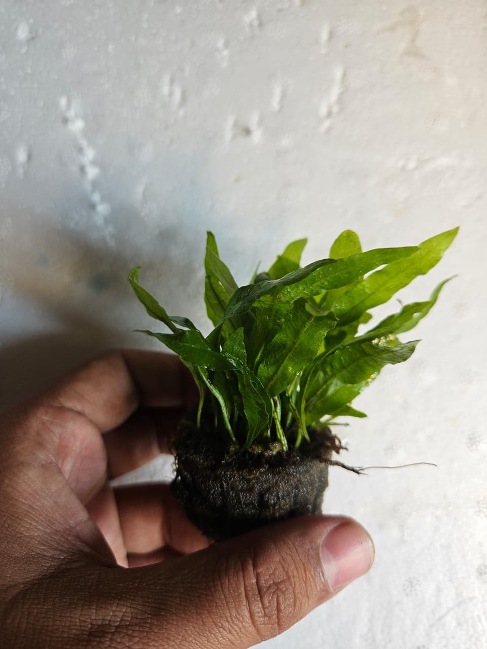 Java Fern Philippine