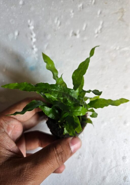 Java Ferns (Microsorum pteropus)