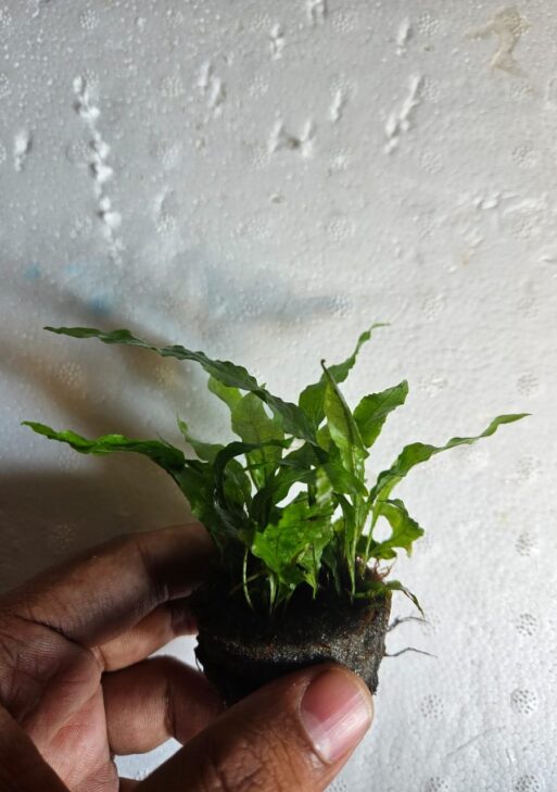 Java Ferns (Microsorum pteropus)