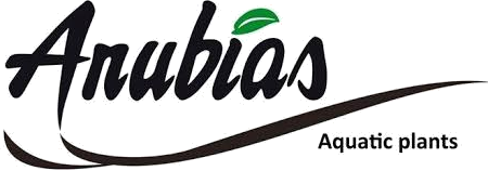 Anubias