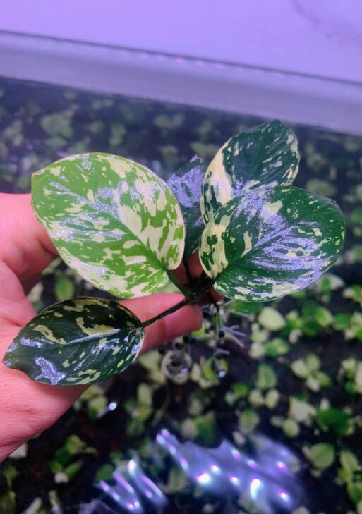 Anubias Var king