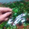 Anubias Stardust with fine white speckles on dark green leaves