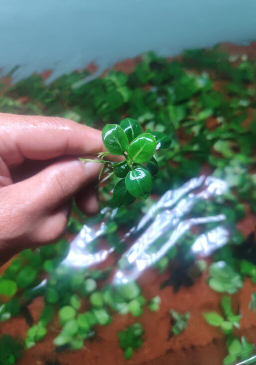 Anubias Stardust