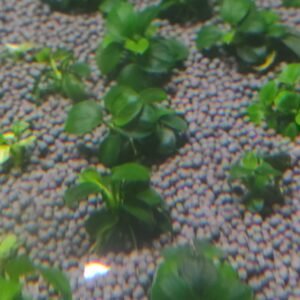 Anubias Nana Petite on wood