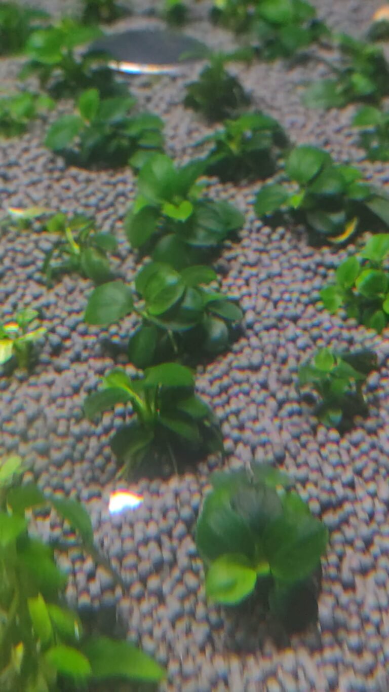 Anubias Nana Petite, grown in Surat