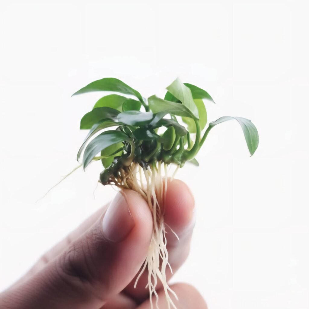 Buy Anubias Barteri var glabra Online India — ₹ 90 | Anubias.in