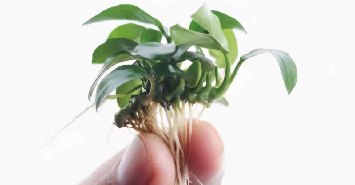 Anubias Barteri var glabra live aquarium plant for sale online in India – Anubias.in