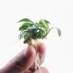 Anubias Barteri var glabra live aquarium plant for sale online in India – Anubias.in