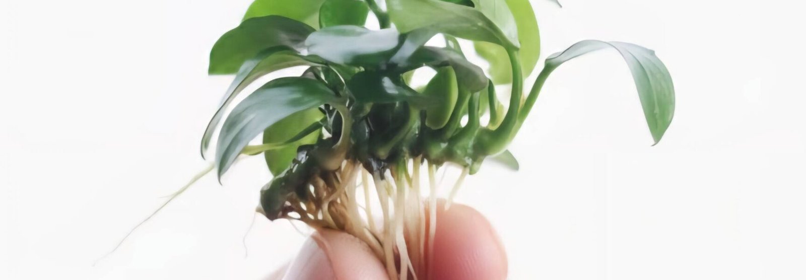 Anubias Barteri var glabra live aquarium plant for sale online in India – Anubias.in