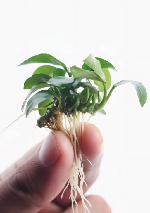 Anubias Barteri var glabra