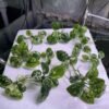 Anubias Var King with broad, cream-marbled leaves