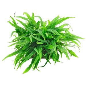 Dwarf Java Fern