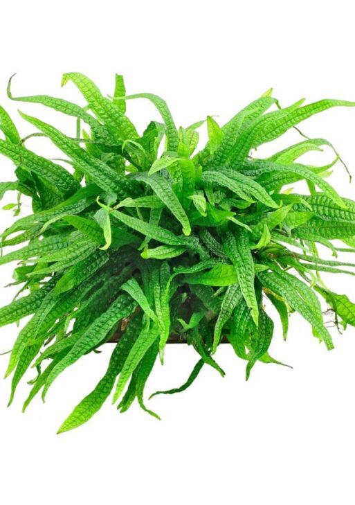 Dwarf Java Fern (Microsorum pteropus 'Green Gnome' or 'Mini'