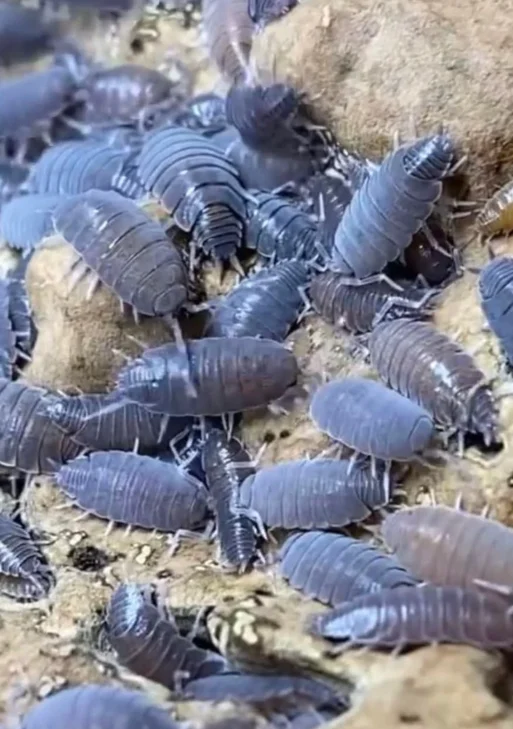 Isopods