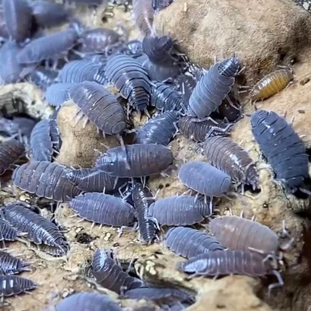 Isopods